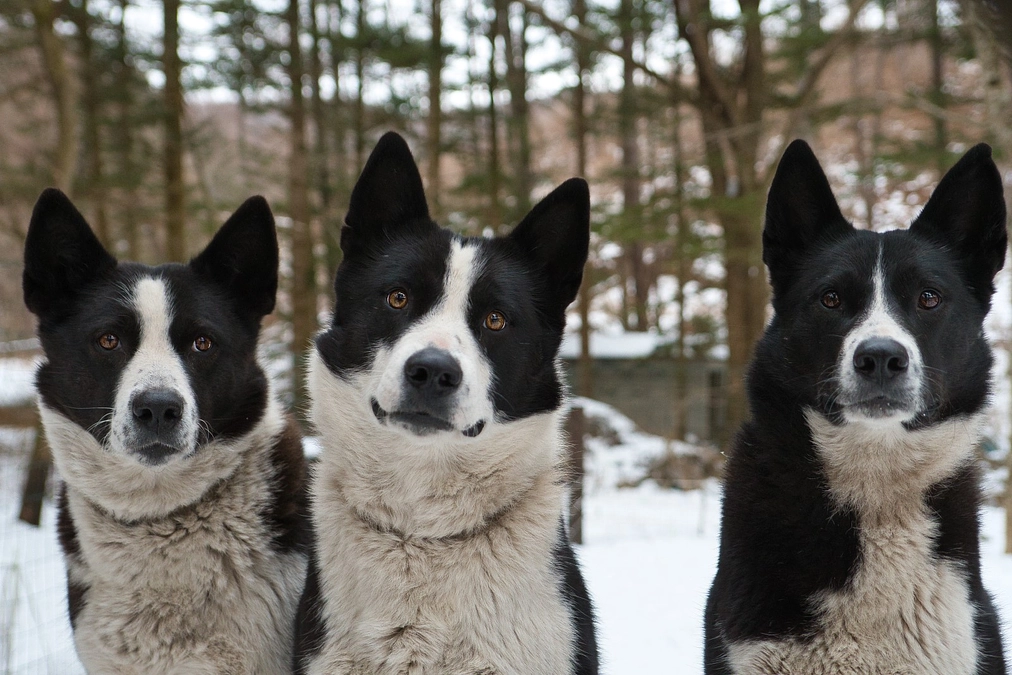 ネクストゴールを設定しました。　ベアドッグとは、どんな犬...