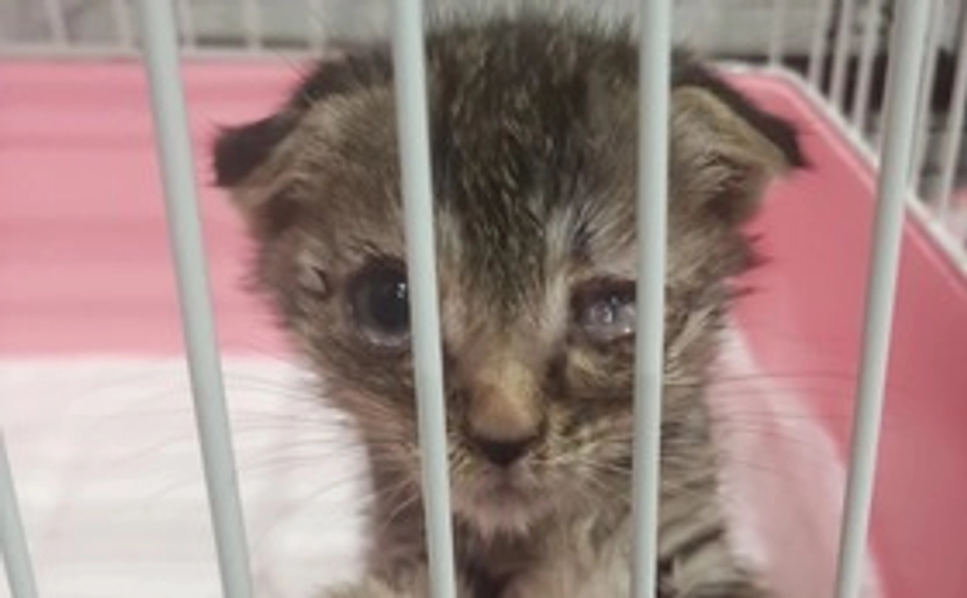 5000円応援コース　