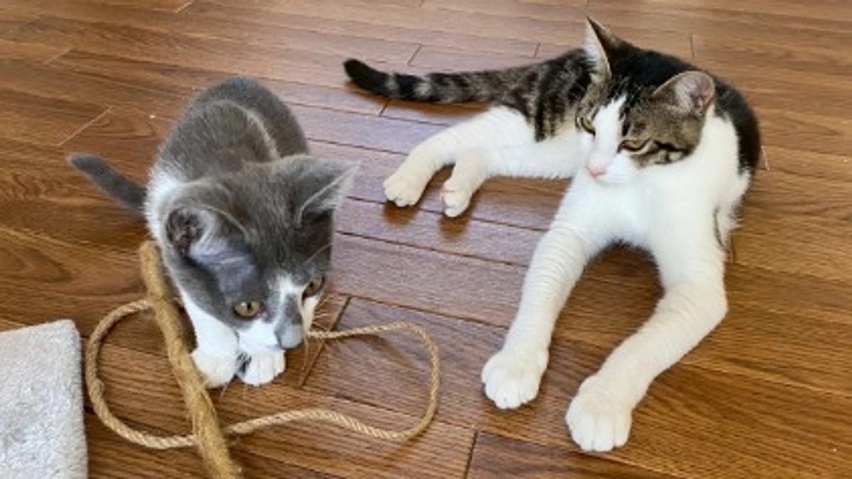 【7月の活動報告】新しい家族のもとへ繋がった命と、新たに迎えた仲間たち