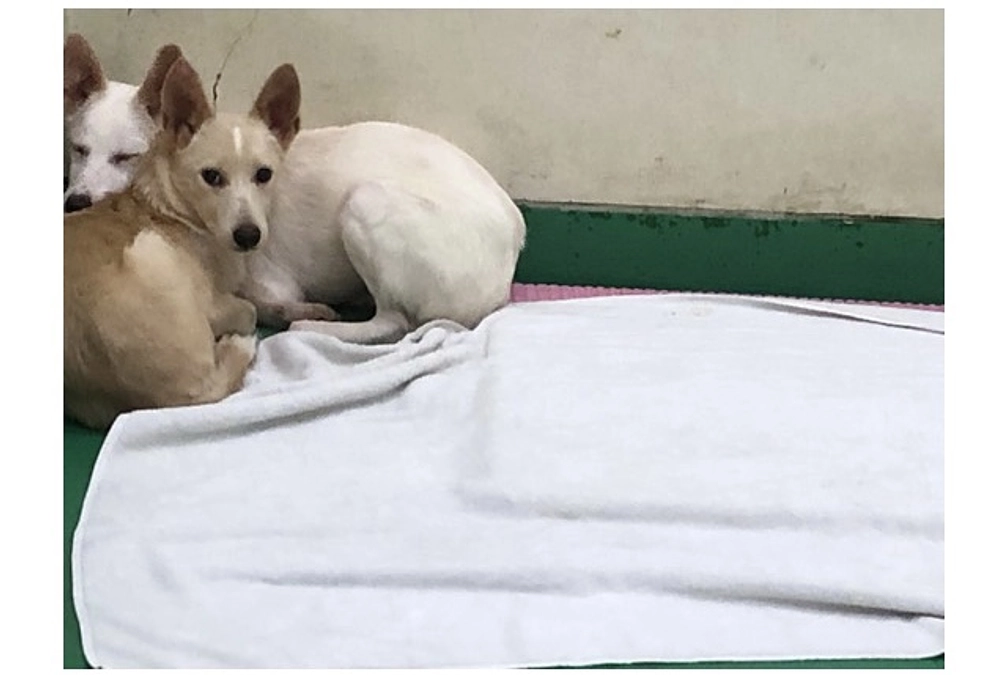 元野犬の子と家族になるまでの道