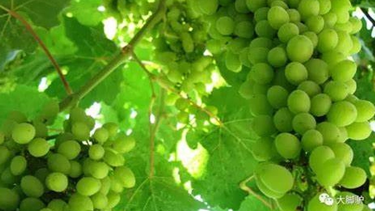 ブドウ園のオープン（自然的）