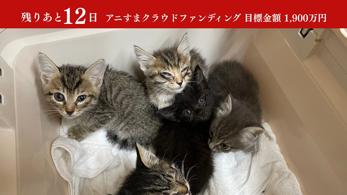 残り12日｜All or Nothingのため、第一目標金額を達成しないと全額返金です