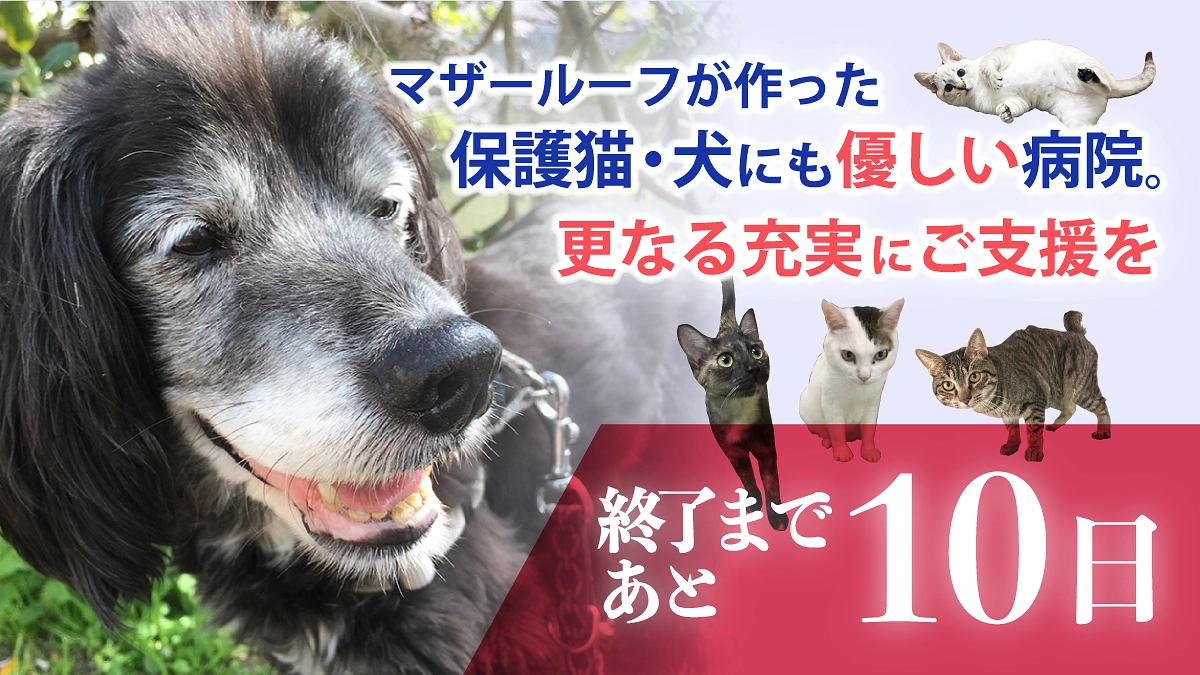 残り【10日】いただいたメッセージのご紹介