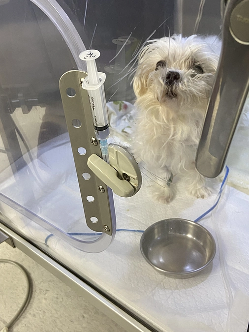 どんなに辛くても 萌萌も家族と一緒にいたい