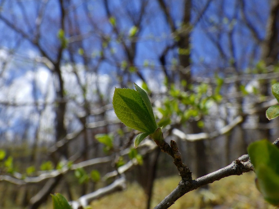 🐾いきものフィールド日記 No.2　～ヤマネの巣材～