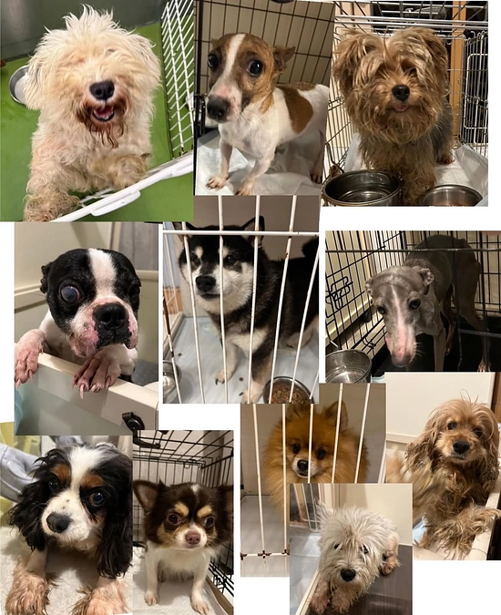 【レスキュー】センターより多頭飼育崩壊現場からきた11頭の引き出し保護しました