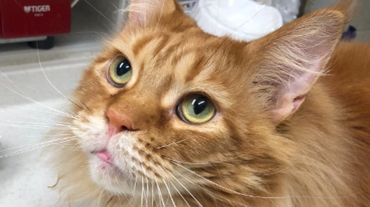 ご支援への御礼