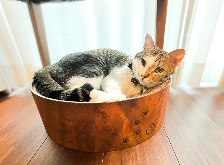 ねこかつ通信（2025年10月）