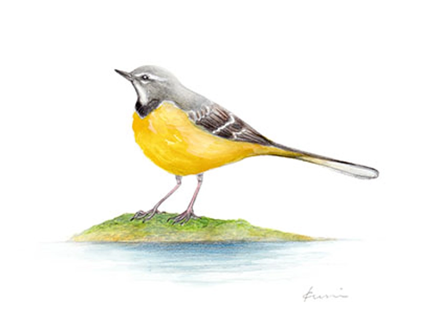 滋賀の鳥さん展始まります！