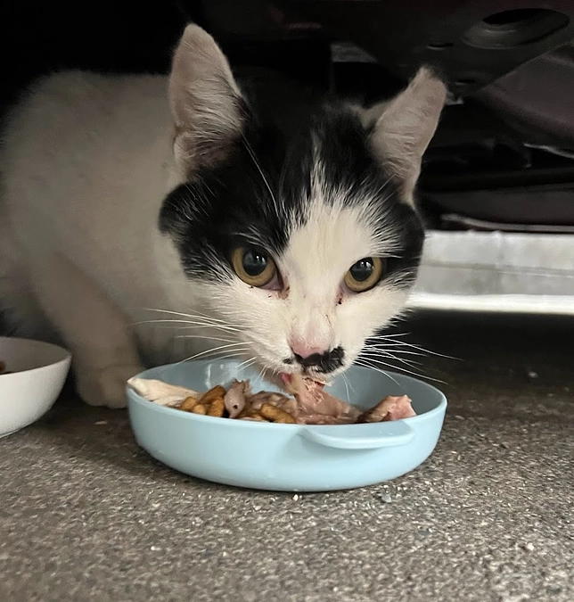 【活動報告】保護猫シェルター建設に伴う応援のお願い（カウントダウン29日！）