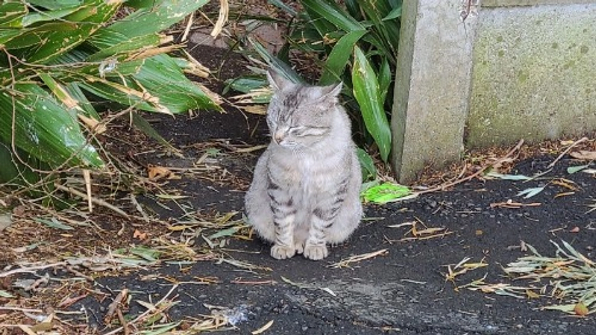 【支援者様100人まであと1人！】猫たちにも人間と同じく感情があり、幸せに生きる権利がある。