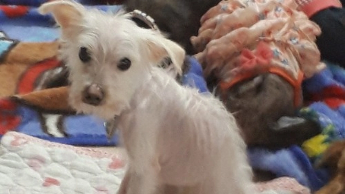 【マッチング譲渡】“生きてるのが奇跡”だった保護犬が、自分で幸せをつかむまで