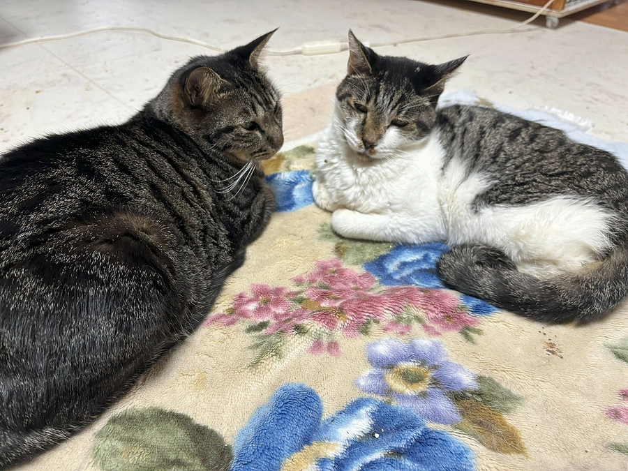 11月7日（火曜日）のチビ