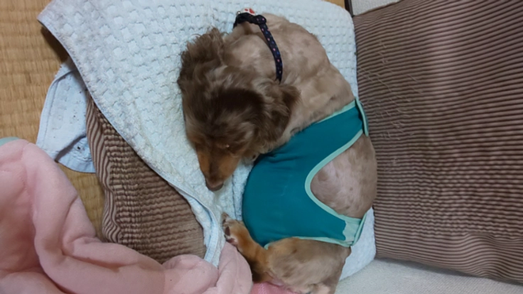 脳梗塞で倒れた父 重度の乳癌のランランへ投薬を続けさせたい