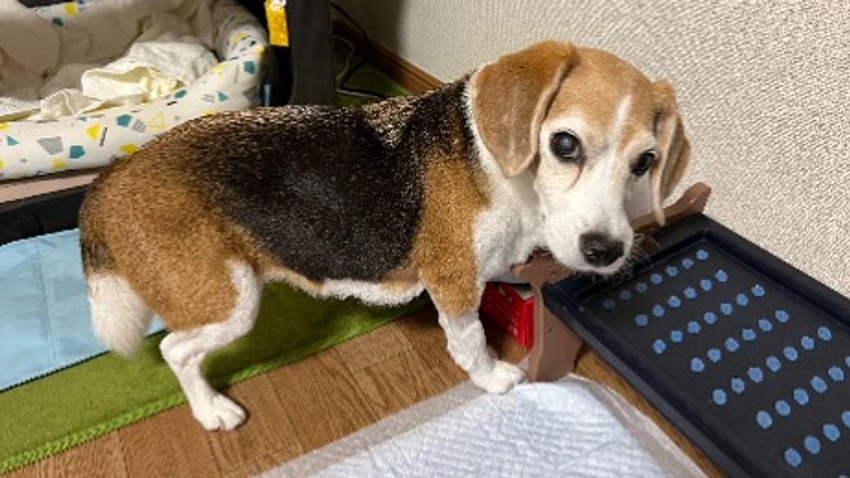 10/8 ちびっこの急変～ステロイド注射投薬2日目と通院3日目～