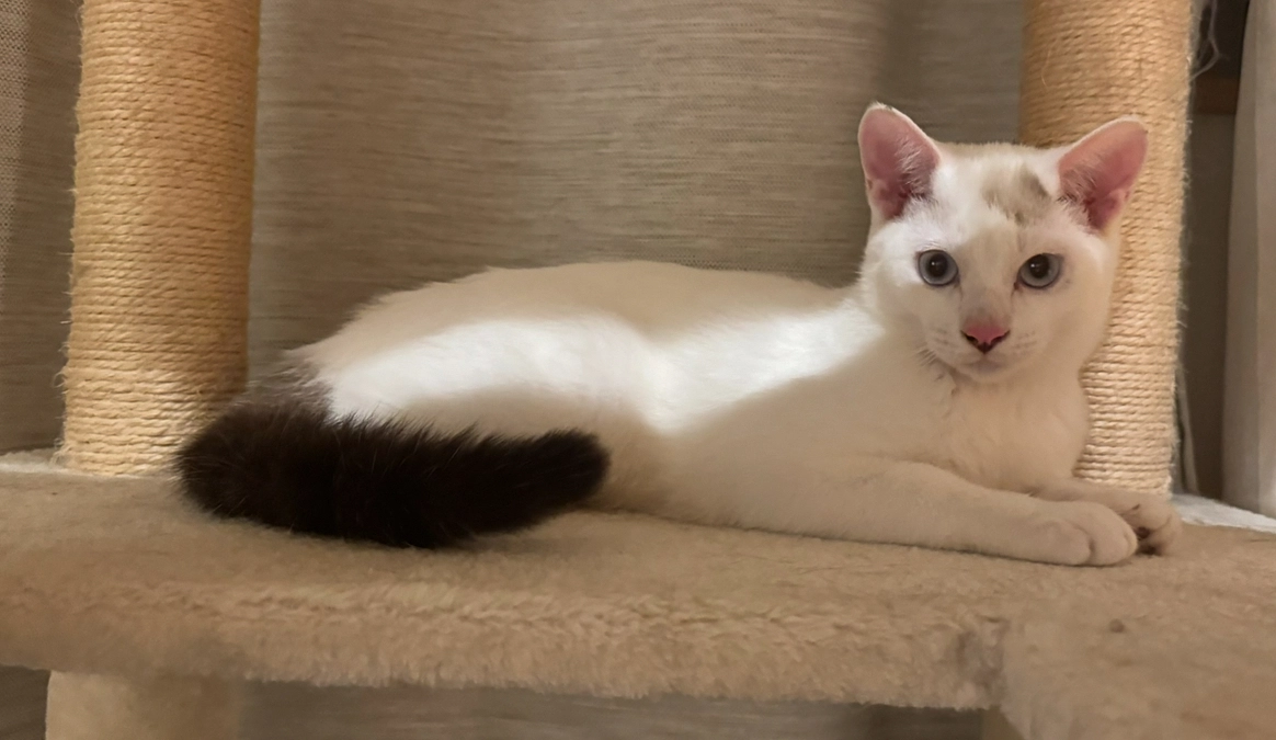 先住猫と触れ合う前の練習