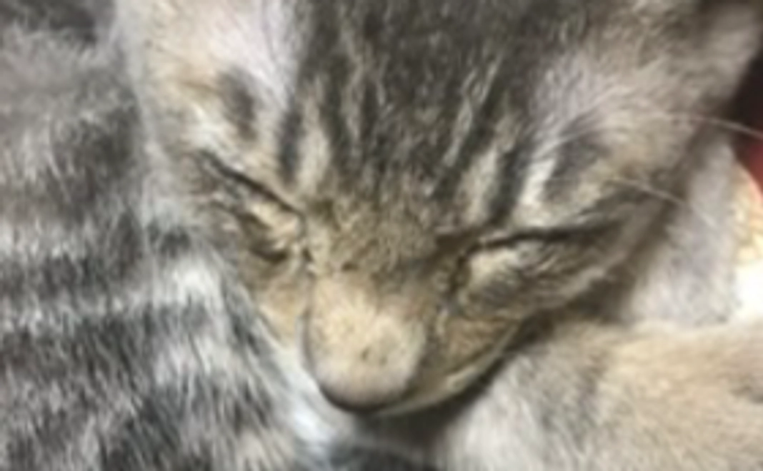 チビちゃんもっと応援コース