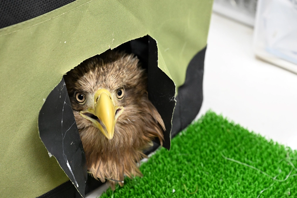 オジロワシ起立！