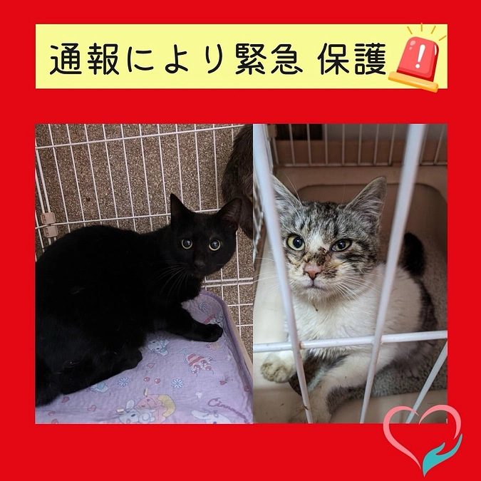 連日の緊急保護🚨