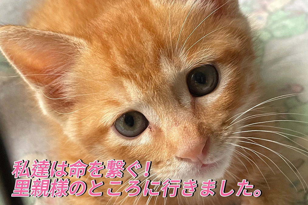 里親決まり2週間のトライアル開始日!!