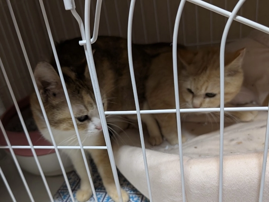 希望と星のミラクル