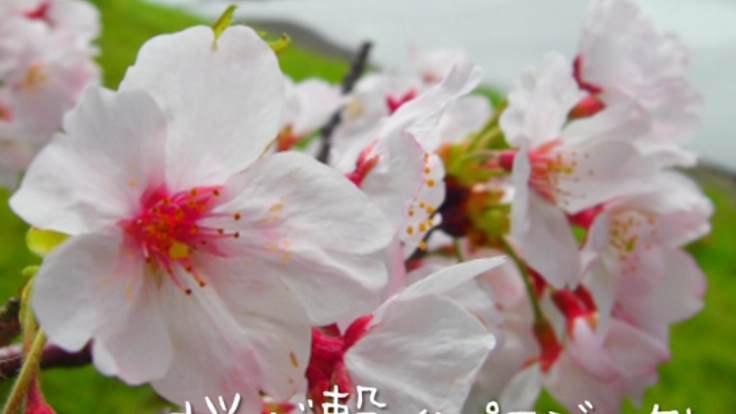 伊豆の最南端にある老人ホームを人の集う拠点にしたい!