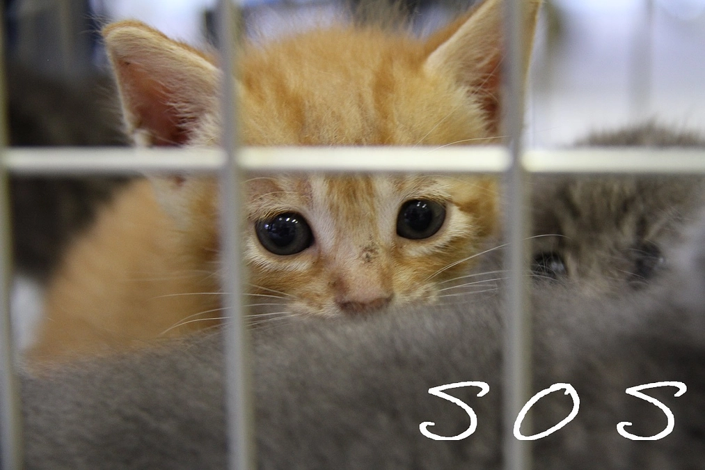 7月さくらねこ無料不妊手術実施予定数