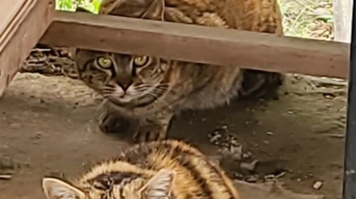 【あと2日🌼 400万円まで3.5万円】見守り続けていた餌場が存続の危機。ご飯を買いに走りました。