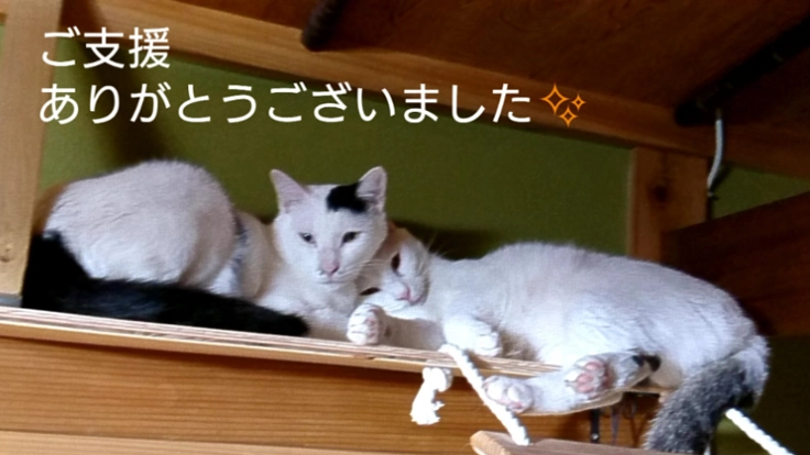 保護ネコ20匹にワクチンと血液検査をして里親を見つけたい！