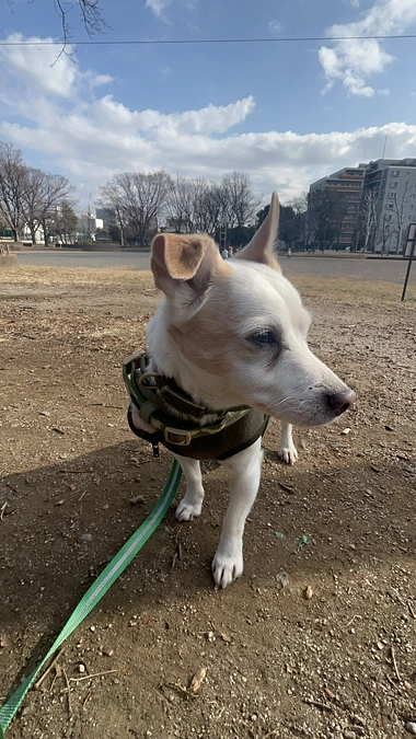 他の保護っ子たち