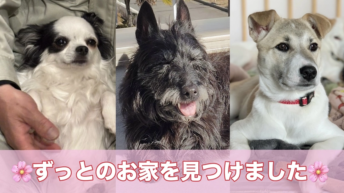 ずっとのお家を見つけた子たち🌸
