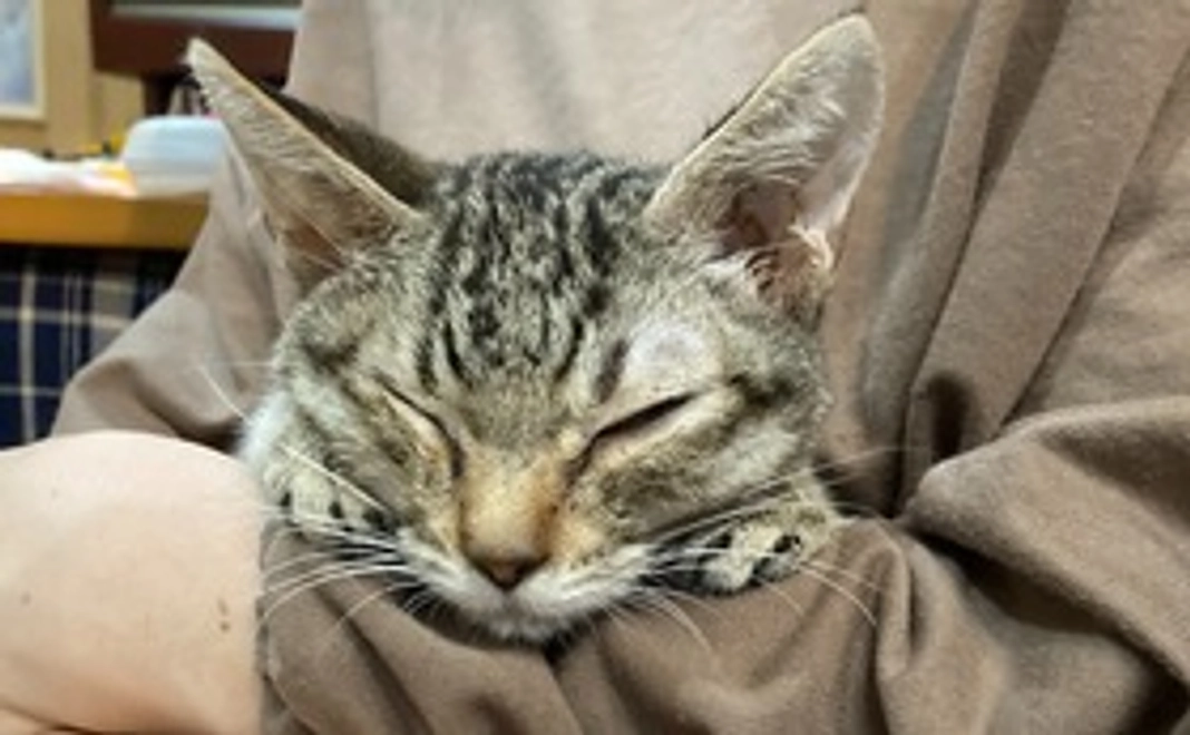 がんばれもみじ2