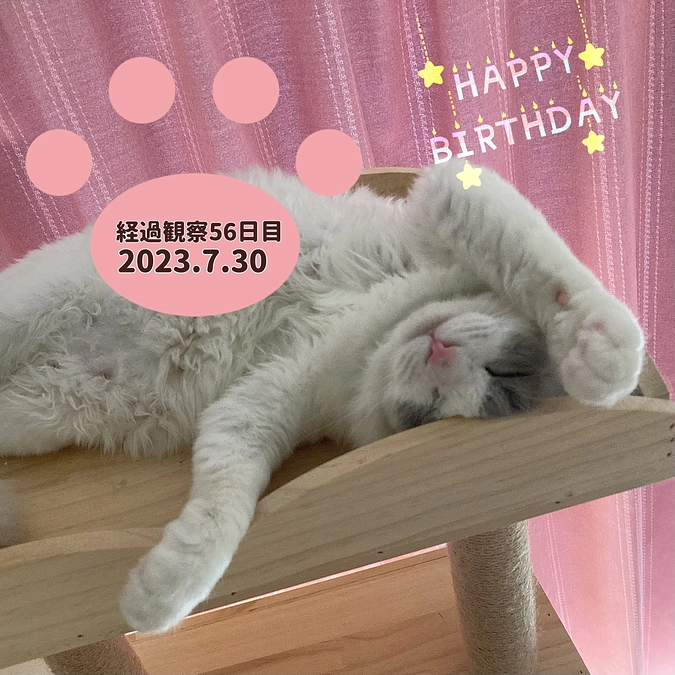 経過観察56日目(2023.7.30) らんまBirthday🎉