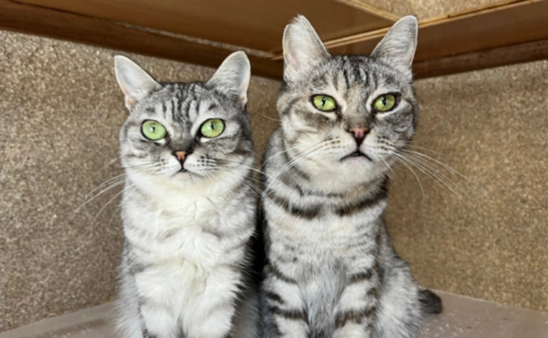 A｜サンクスメッセージコース