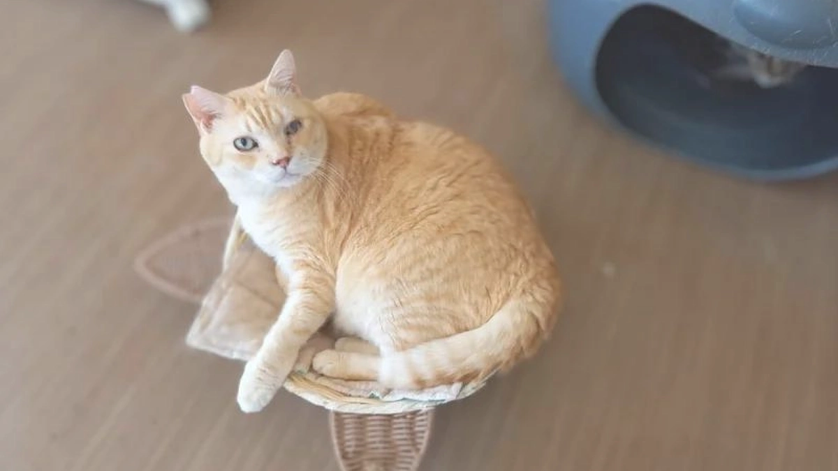 「外出支援ボランティア」という心強い存在。涙を流して喜んでくれた飼い主さん。