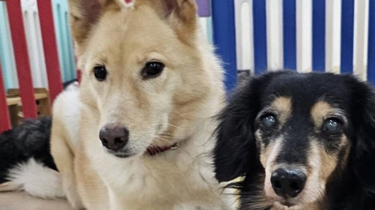 保護活動は大変と思っていません。むしろ幸せなことだと思っています。大変なのは高齢の保護犬たち！