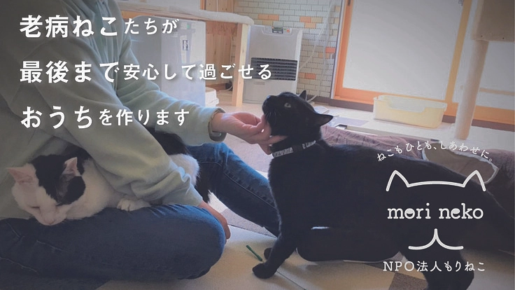 老病ねこたちが最後まで安心して過ごせるおうちを作ります
