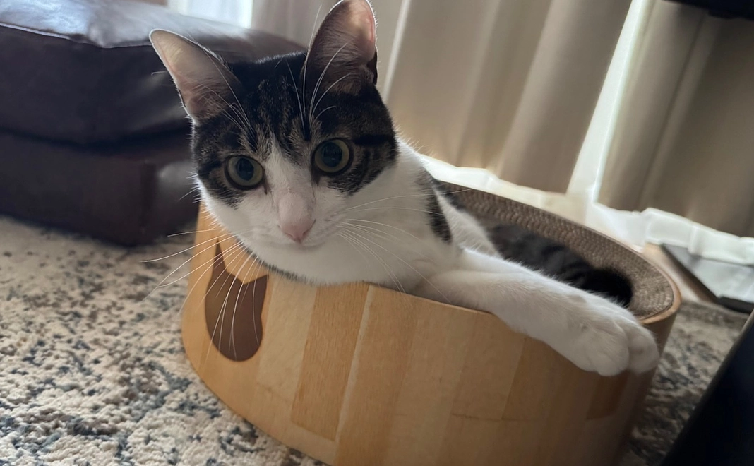 ぬぅちゃん応援　¥20000