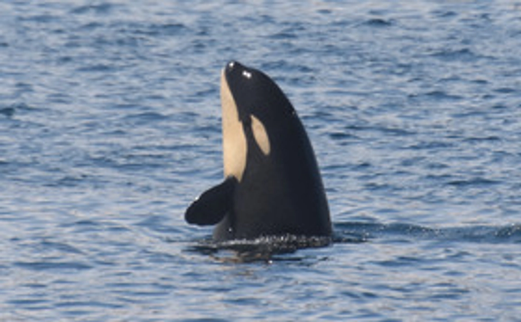 1万円｜応援コース