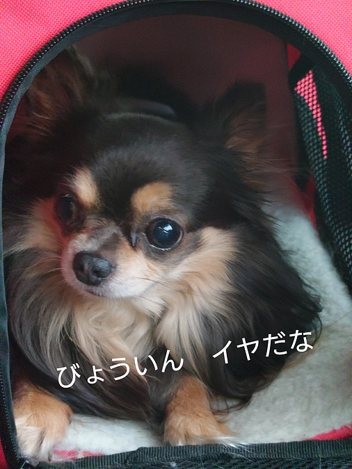 昨日、薬をもらいにかかりつけ医へ行ってきました