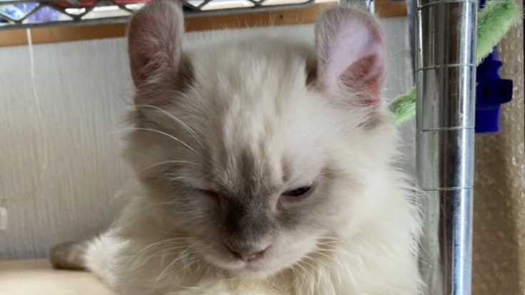 兄妹で猫伝染性腹膜炎を発症してしまった「くるみ」を助けて下さい。