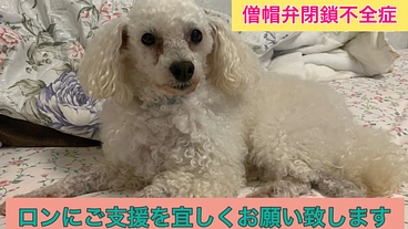 手術しなければ余命わずか 僧帽弁閉鎖不全症のロンを助けて下さい のトップ画像