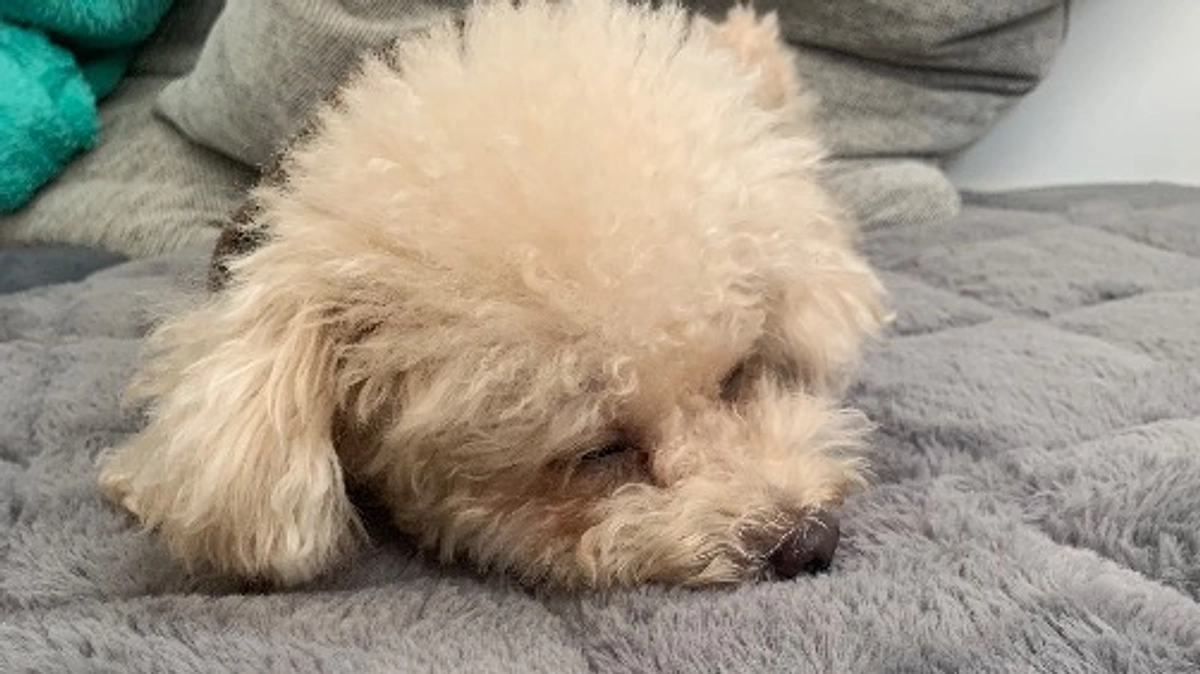 いよいよ明日手術です