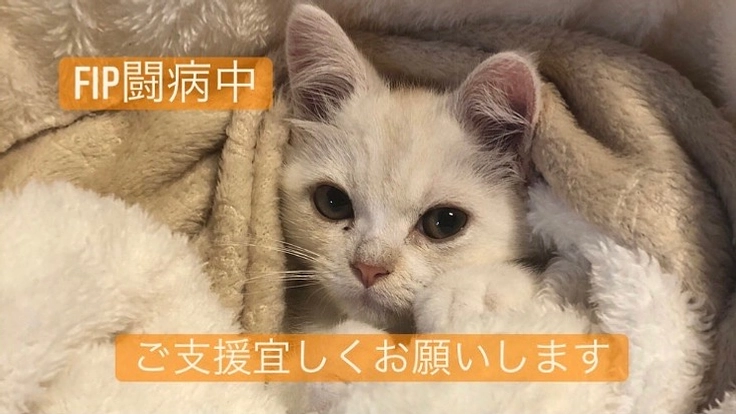 生後3ヶ月で難病FIP(猫伝染性腹膜炎)を発症したブロンを助けたい
