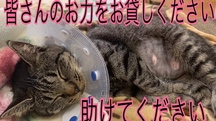 保護猫コタツの治療費病院代の支援をお願い致します。（コタツ 2022/01