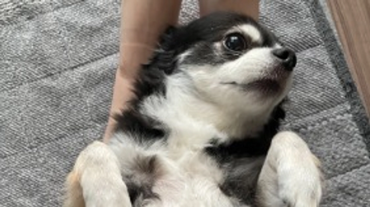 まめの可愛いところ①