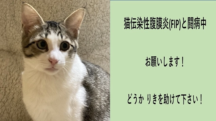 猫伝染性腹膜炎（FIP）を発症してしまったりきを助けて下さい！