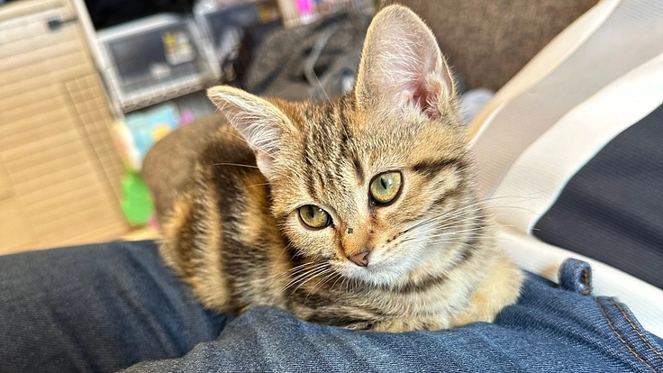 FIP（猫伝染性腹膜炎）闘病中の生後3ヶ月のみかんを助けたい