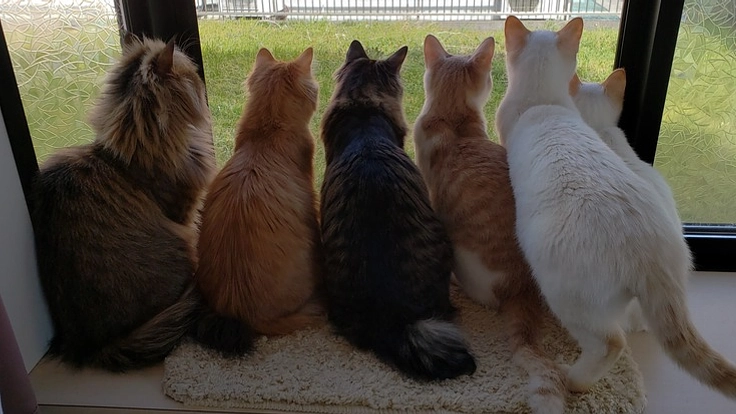 殺処分される猫を助ける為に非営利団体を立ち上げたい!