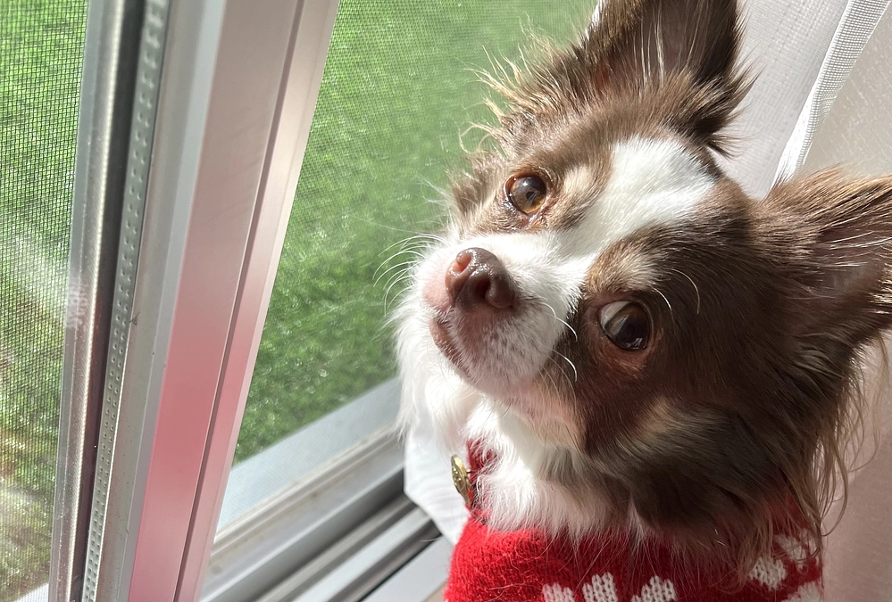 2023.12.18 明日は抜糸です🏥